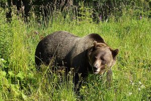 Grizzly bear