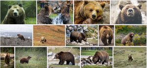Grizzly mosaic
