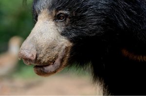 Sloth bear close up