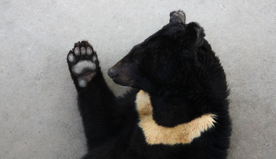 asian black bear