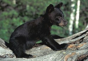 blackbear cub
