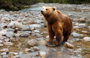 brown bear