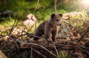 brown bear cub