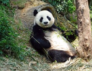 giant panda