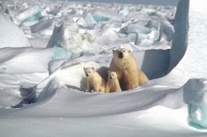 polar bears