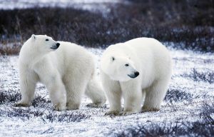 polar bears