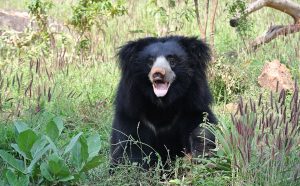 sloth bear