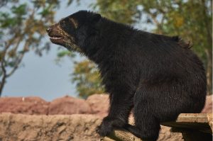 spectacled bear