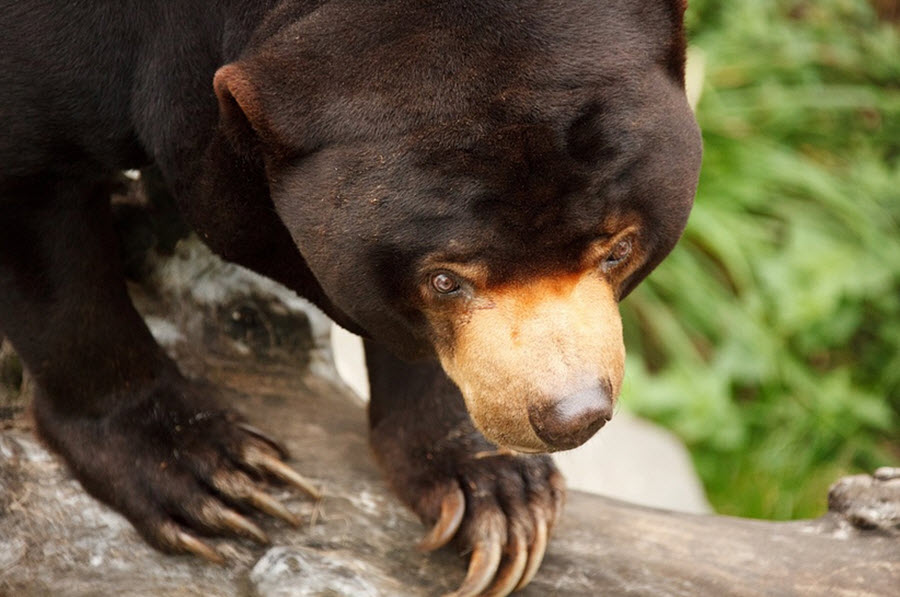 sun bear