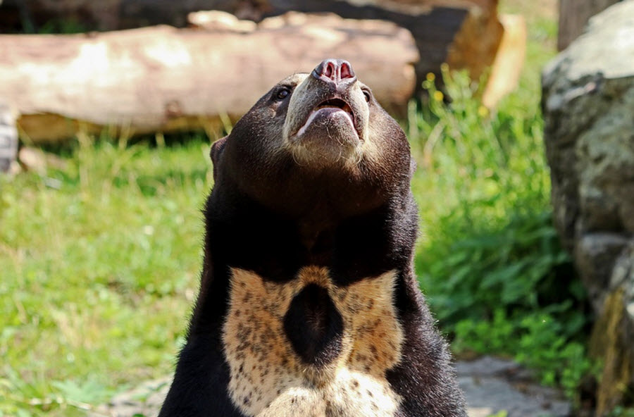 sun bears