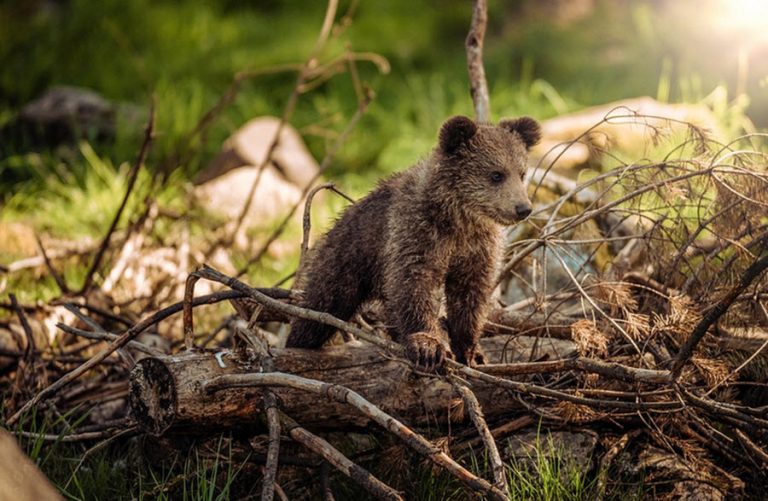 Hibernation - Bear Den